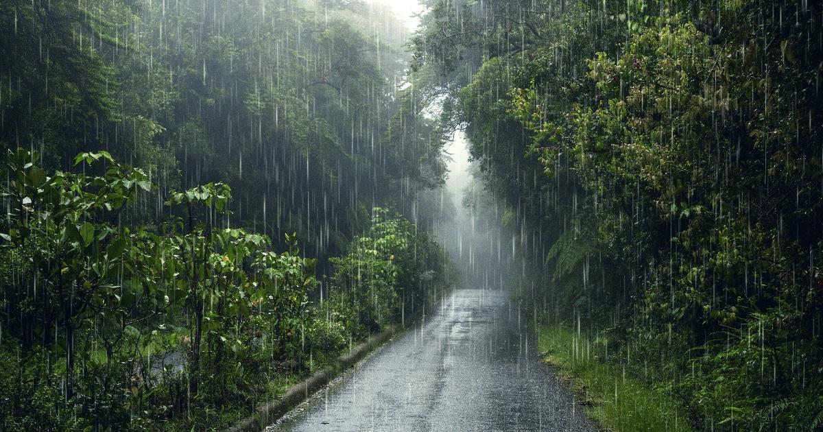 Estrada florestal chuvosa e nebulosa.