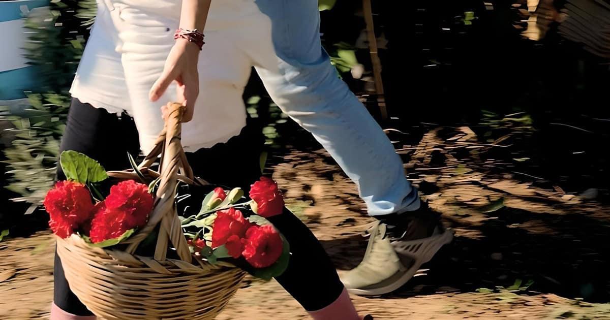 Pessoa carregando cesto com flores vermelhas.